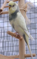 /album/fotogalerij-mijn-grasparkieten/muis-man-jpg/